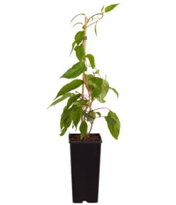 Kiwi 'Weiki®' -Gardena Store 7033830 WE FS 001 ActinidiaArgutaKiwiWeiki2L