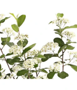 Apfelbeere, Aronia 'Aron' -Gardena Store 7045479 PR DE 001 AroniaMelanocarpaAron3LRetDehnerExpressHerzig