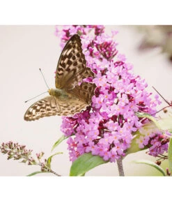 Sommerflieder, Verschiedene Sorten -Gardena Store 7078991 WE DE 001 BuddleijaSommerflieder Pixabay