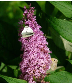 Sommerflieder, Verschiedene Sorten -Gardena Store 7078991 WE DE 003 BuddleijaSommerflieder Pixabay