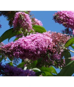 Sommerflieder, Verschiedene Sorten -Gardena Store 7078991 WE DE 004 BuddleijaSommerflieder Pixabay