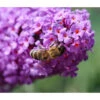 Sommerflieder, Verschiedene Sorten 2 Sommerflieder, Verschiedene Sorten -Gardena Store 7078991 WE DE 021 BuddlejaSchmetterlingsfliederLila