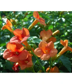 Trompetenblume 'Mme. Galen'