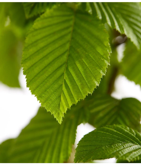 5 Meter Hainbuche, 15 X Ca. 175-200 Cm 7 5 Meter Hainbuche, 15 X Ca. 175-200 Cm – Bild 5