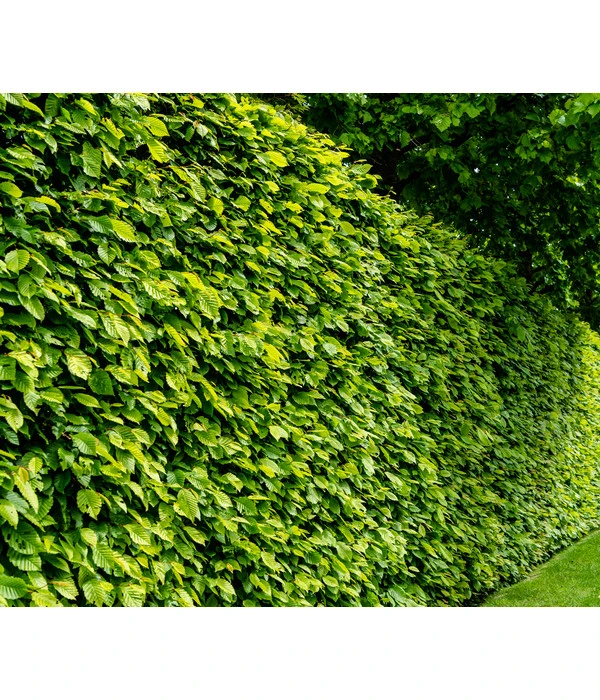 5 Meter Hainbuche, 15 X Ca. 175-200 Cm 4 5 Meter Hainbuche, 15 X Ca. 175-200 Cm – Bild 2