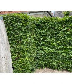5 Meter Hainbuche, 15 X Ca. 175-200 Cm 10 5 Meter Hainbuche, 15 X Ca. 175-200 Cm -Gardena Store 7089188 WE MO 002 HainbuchenCarpinusBetulus2l