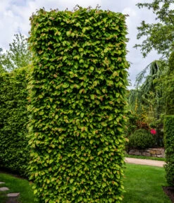 5 Meter Hainbuche, 15 X Ca. 175-200 Cm 9 5 Meter Hainbuche, 15 X Ca. 175-200 Cm -Gardena Store 7089188 WE MO Luckner Hecke CarpinusBetulusHainbuche