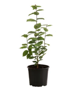 Gardena Store -Gardena Store 7090632 PR FS 003 CarpinusBetulus1MeterDehnerExpressHerzig