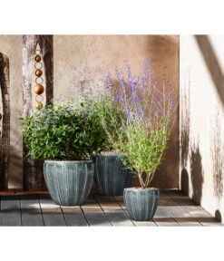 Blauraute 'Blue Spire' 11 Blauraute 'Blue Spire' -Gardena Store 7090863 7302631 WE MO 001 Blauraute Bartblume