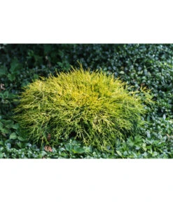Scheinzypresse 'Filifera Sungold' -Gardena Store 7115884 PR MO 001 ChamaecyparisPisiferaFliliferaSungold