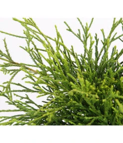 Scheinzypresse 'Filifera Sungold' -Gardena Store 7115892 PR DE 001 ChamaecyparisScheinzypressePisiferaFiliferaSungold13CDehnerExpressHerzig