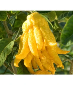 Zitronat-Zitrone 'Buddhas Hand' -Gardena Store 7118763 BildD 001 CitrusBuddhasHandCitrMedicaBuddhasHan