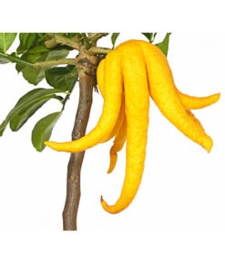 Zitronat-Zitrone 'Buddhas Hand' -Gardena Store 7118763 WE DE 001 CitrusBuddhasHandT20DehnerExpressHerzig