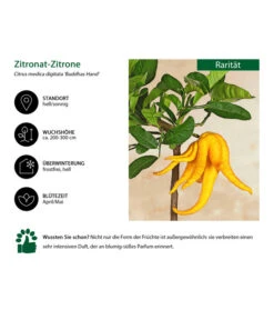Zitronat-Zitrone 'Buddhas Hand' -Gardena Store 7118763 WE IG 001 ZitronatzitroneBuddahsHand