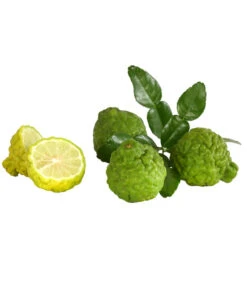 Dehner Gourmet Garten Kaffir-Limette 10 Dehner Gourmet Garten Kaffir-Limette -Gardena Store 7119308 7977820 WE DE 001 KaffirLimette
