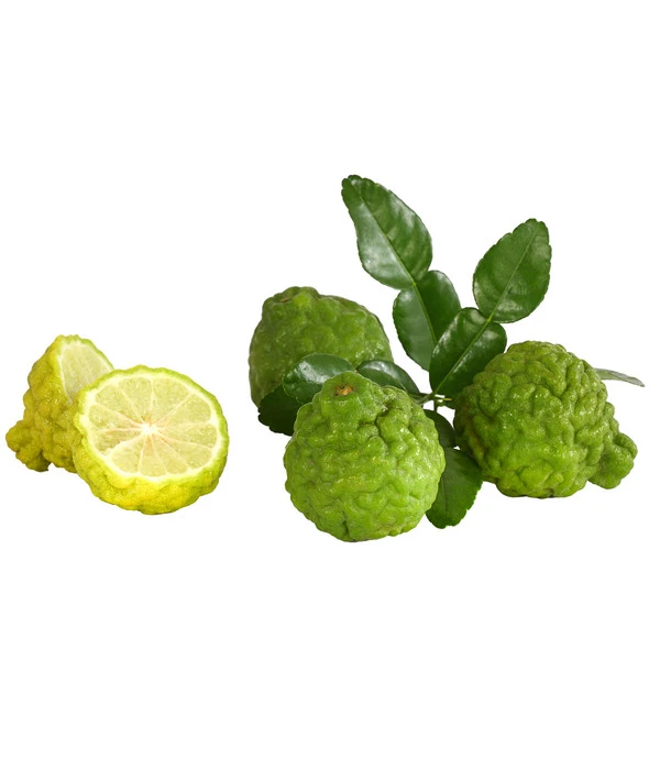 Dehner Gourmet Garten Kaffir-Limette 6 Dehner Gourmet Garten Kaffir-Limette – Bild 4