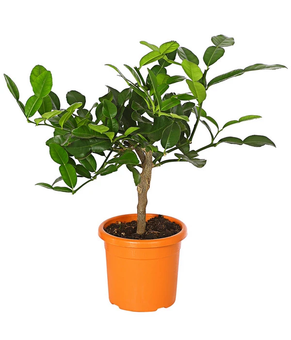 Dehner Gourmet Garten Kaffir-Limette 3 Dehner Gourmet Garten Kaffir-Limette