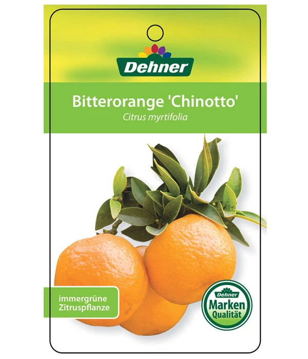 Bitterorange 'Chinotto' 6 Bitterorange 'Chinotto' – Bild 4
