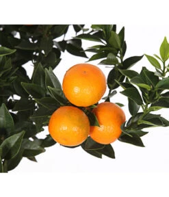 Bitterorange 'Chinotto' 9 Bitterorange 'Chinotto' -Gardena Store 7119803 WE DE 001 CitrusMyrtifoliaT20DehnerExpressHerzig