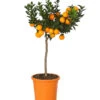 Bitterorange 'Chinotto' -Gardena Store 7119803 WE FS 001 CitrusMyrtifoliaT20DehnerExpressHerzig