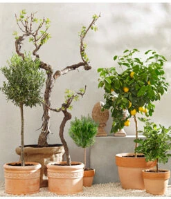 XXL Weinrebenstamm, Ca. 200-220 Cm, Verschiedene Sorten 6 XXL Weinrebenstamm, Ca. 200-220 Cm, Verschiedene Sorten -Gardena Store 7120389 PR MO 001 MediterranGC10retusch