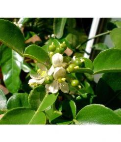 Dehner Gourmet Garten Kaffir-Limette 11 Dehner Gourmet Garten Kaffir-Limette -Gardena Store 7120884 WE DE 002 GGCitrusHystrix Pixabay