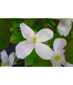 Anemonen-Waldrebe - Clematis -Gardena Store 7125636 WE DE 001 ClematisMontanaBergWaldrebe2L