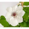 Waldrebe - Clematis, Weiß, Rankhilfe -Gardena Store 7129026 WE DE 001 ClematisWeissWaldreben16CDehnerExpressHerzig