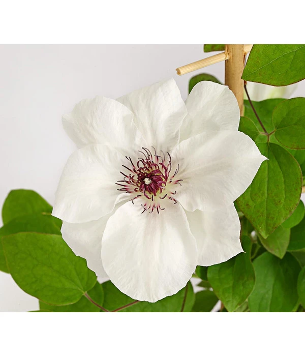 Waldrebe - Clematis, Weiß, Rankhilfe 3 Waldrebe - Clematis, Weiß, Rankhilfe