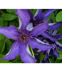 Waldrebe - Clematis, Rankhilfe 11 Waldrebe - Clematis, Rankhilfe -Gardena Store 7129034 PR DE 001 ClematisWaldrebeBlauPrivatgartenLucknerMai2017