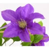 Waldrebe - Clematis, Rankhilfe 2 Waldrebe - Clematis, Rankhilfe -Gardena Store 7129034 WE DE 001 ClematisBlauPurpurWaldreben16CDehnerExpressHerzig
