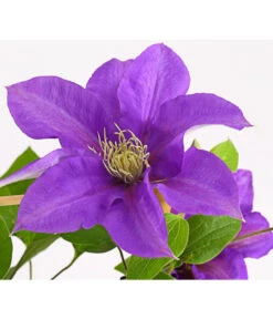Waldrebe - Clematis, Rankhilfe