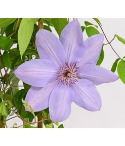 Waldrebe - Clematis, Rankhilfe 9 Waldrebe - Clematis, Rankhilfe -Gardena Store 7129034 WE DE 002 ClematisBlauPurpurWaldreben16CDehnerExpressHerzig