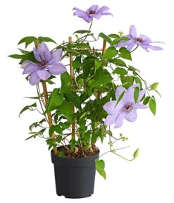 Waldrebe - Clematis, Rankhilfe 10 Waldrebe - Clematis, Rankhilfe -Gardena Store 7129034 WE FS 002 ClematisBlauPurpurWaldreben16CDehnerExpressHerzig