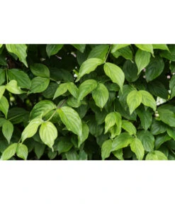 Kornelkirsche - Cornus Mas -Gardena Store 7137110 PR DE 001 CornusMasKornelkirscheLuckner