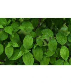 Kornelkirsche - Cornus Mas -Gardena Store 7137110 PR DE 001 CornusMasKornelkirscheLucknerMai2015