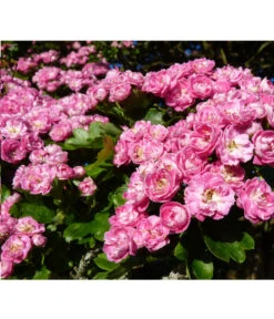 Echter Rotdorn 'Paul's Scarlet'