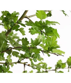 Echter Rotdorn 'Paul's Scarlet' -Gardena Store 7152432 WE DE 001 CrataegusLaevigataPaulsScarletRotdorn15LDehnerExpressHerzig