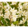 Maiblumenstrauch 'Yuki Snowflake®' -Gardena Store 7166127 WE DE 001 DeutzYukiSnowflakeDeutzia3LDehnerExpressHerzig