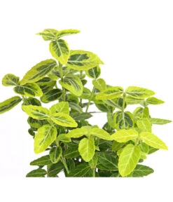 Kriech-Spindelstrauch 'Emerald'n Gold' -Gardena Store 7176969 WE DE 003 EuonymusSpindelstrauchFortuneiEmeraldGold9CDehnerExpressHerzig