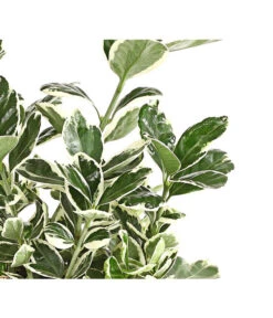 Japanischer Kriech-Spindelstrauch 'Kathy' -Gardena Store 7180748 PR DE 001 EuonymusSpindelstrauchKathy13DehnerExpressHerzig