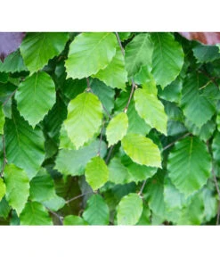 3 Meter Rotbuche, 6 X 200-225 Cm -Gardena Store 7185077 FagusSylvaticaDetailLuckner 1