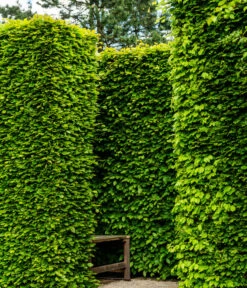 3 Meter Rotbuche, 6 X 200-225 Cm -Gardena Store 7185093 WE MO 002 RotbucheFagusSylvatica 1