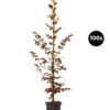 20 Meter Blutbuche ‘Purpurea‘, 100 X 100-125 Cm 1 20 Meter Blutbuche ‘Purpurea‘, 100 X 100-125 Cm -Gardena Store 7185523 WE FS 002 BlutbuchePurpurea100x
