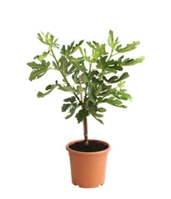 Feige 'Pfälzer Fruchtfeige' -Gardena Store 7186448 PR FS 001 FicusCaricaFeigePfaelzerStamm7LDehnerExpressHerzig