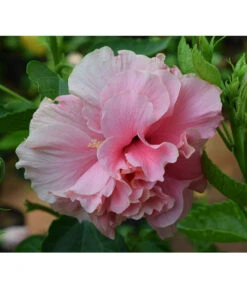 Hibiskus 'Duc De Brabant' - Garten-Eibisch