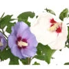 Hibiskus-Duo - Garten-Eibisch, Verschiedene Farbkombinationen -Gardena Store 7218159 PR DE 001 HibiscusTwinGartenhibiskusBlauWeissDehnerExpressHerzig
