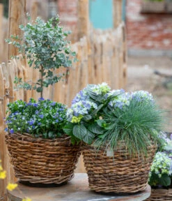 Vergissmeinnicht 'Myomark' -Gardena Store 7222003 WE MO 001 HortensienBlauBlaubluehendeStraeucher