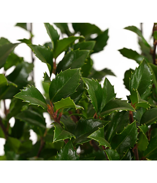 Stechpalme 'Heckenstar' 4 Stechpalme 'Heckenstar' – Bild 2