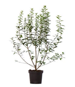 Gardena Store -Gardena Store 7265457 WE FS 002 LigustrumovalifoliumLiguster17Meter